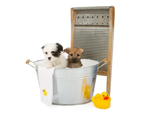 Два щенка принимают ванну — стоковое фото