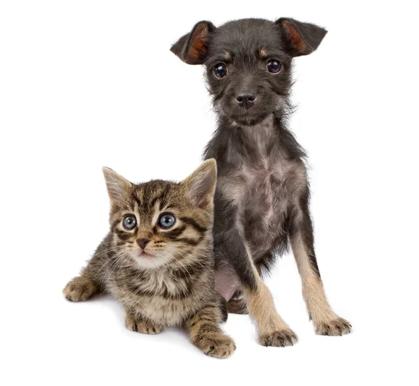 Cucciolo e gattino seduti insieme — Foto Stock