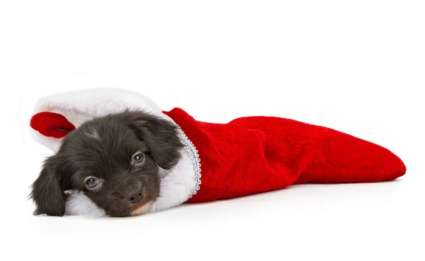 Nieuwe pup in een Kerst kous — Stockfoto