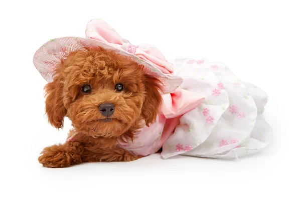 Poodle Cachorro en un vestido de Pascua y Bonnet — Foto de Stock