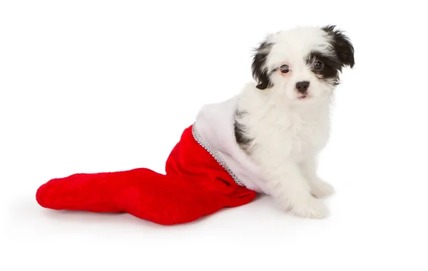 Puppy in a Christmas Stocking — Stock Photo, Image