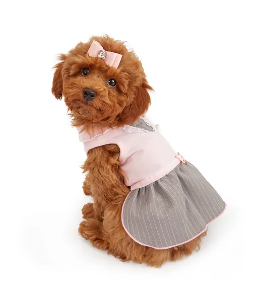 Poodle κουτάβι σε ροζ φόρεμα — Φωτογραφία Αρχείου