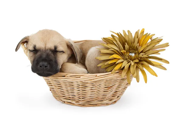 Cãozinho pastor adormecido em uma cesta com flor — Fotografia de Stock