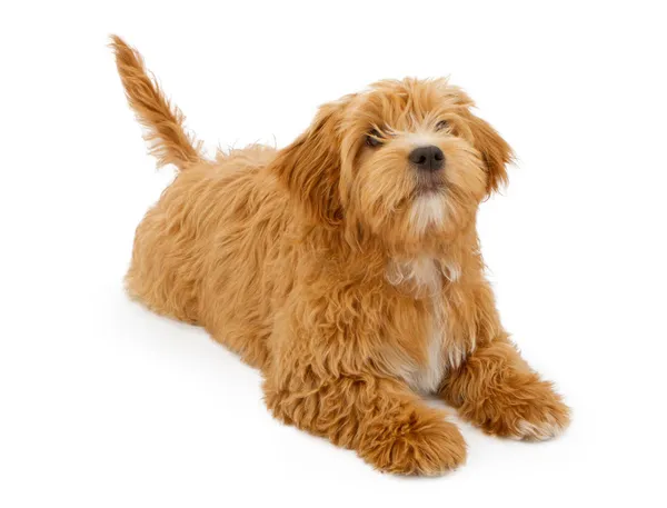 Fluffy Puppy Laying Down — Stock Photo, Image