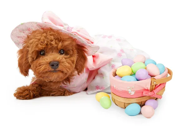 Filhote de cachorro em um vestido de Páscoa com cesta de ovos — Fotografia de Stock