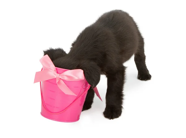 Puppy hoofd steken in roze emmer — Stockfoto