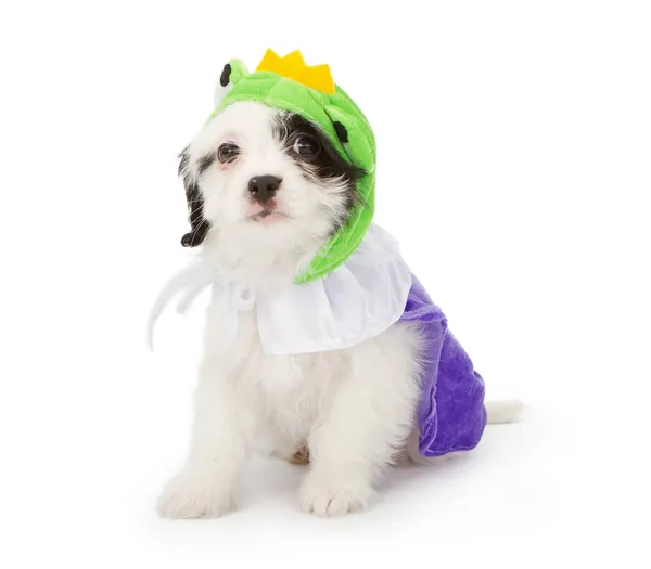 Puppy dragen kikker prins kostuum — Stockfoto