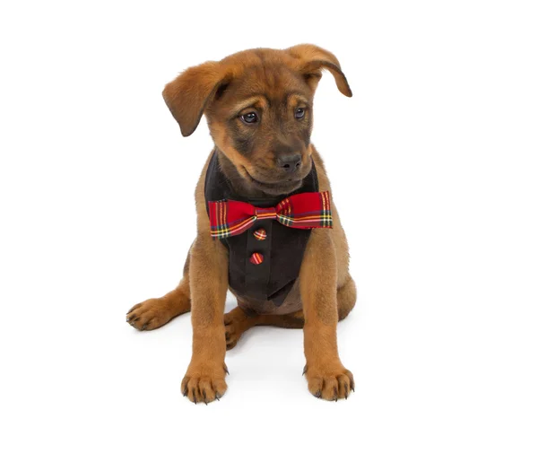 공식적인 조끼와 넥타이 착용 하는 강아지 — 스톡 사진