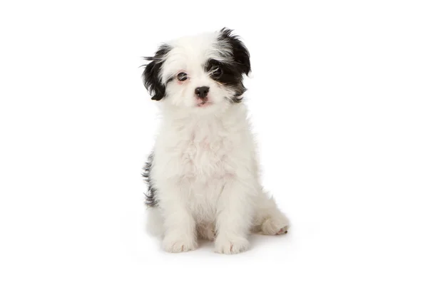 白色与黑色标记的小狗 — 图库照片