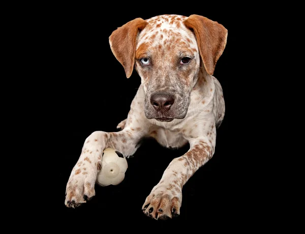 昆士兰州 heeler 混合的品种小狗与球 — 图库照片