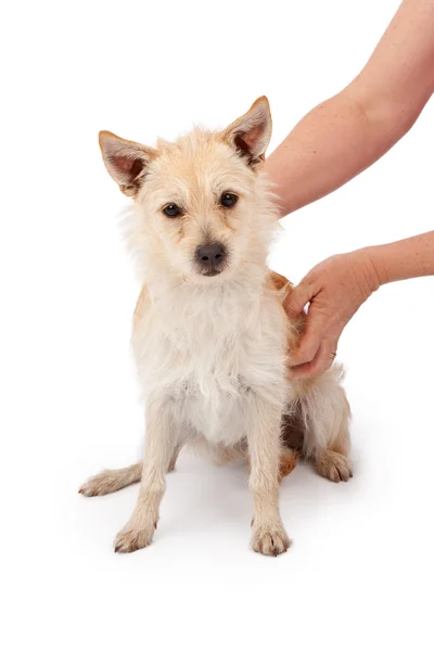 Tímido perro de rescate con las manos —  Fotos de Stock