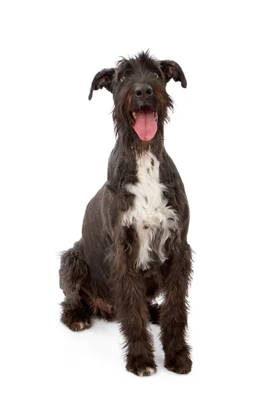 巨大な黒いシュナウザー犬 — ストック写真