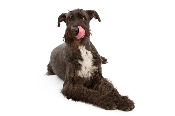 Gigante negro schnauzer perro lamiendo labios — Foto de Stock