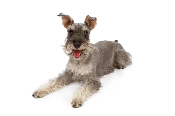 Miniatura Schnauzer perro acostado — Foto de Stock