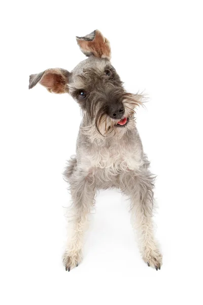 Minyatür schnauzer köpek başını yatırma — Stok fotoğraf