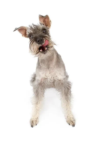 Köpek dudaklarını yalamaya Minyatür Schnauzer — Stok fotoğraf