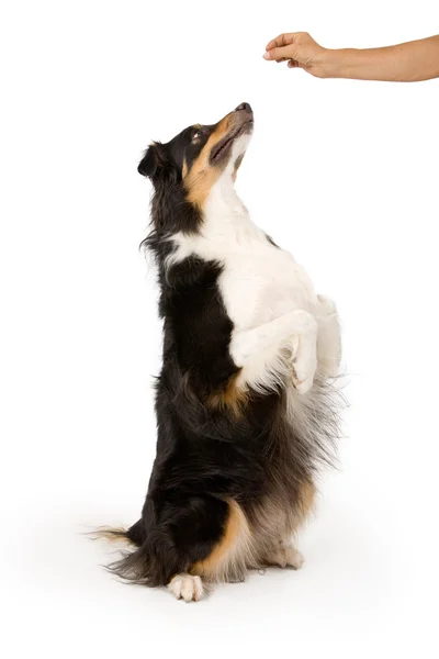 Schäferhund-Mischling bettelt um Leckerli — Stockfoto