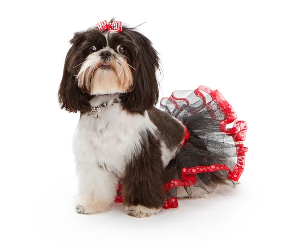 Shih tzu pes nosí černé a červené tutu — Stock fotografie