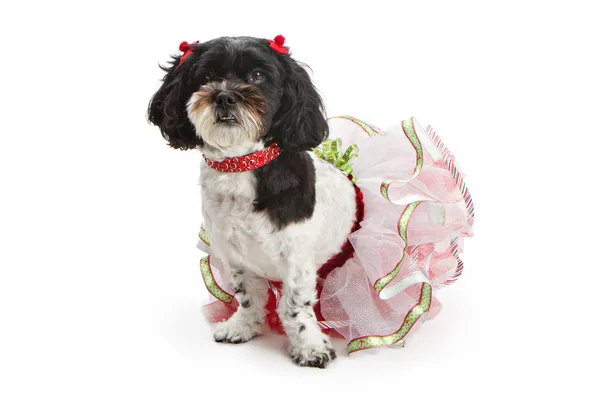 Shih Tzu - Cão de raça mista de caniche na roupa de Natal — Fotografia de Stock