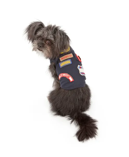 Small Dog Wearing Scout Outfit — Stock Photo, Image