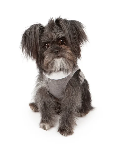 Pies mieszaniec małej swetrze — Zdjęcie stockowe