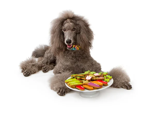 Cão Poodle padrão cinza com cookies — Fotografia de Stock