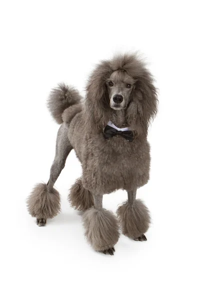 Perro caniche estándar con corbata de lazo — Foto de Stock