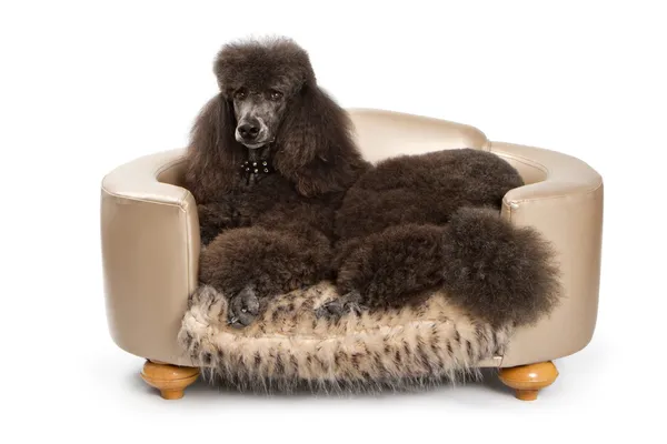 Σκυλί μαύρο τυποποιημένο poodle σε πολυτελές κρεβάτι — Φωτογραφία Αρχείου