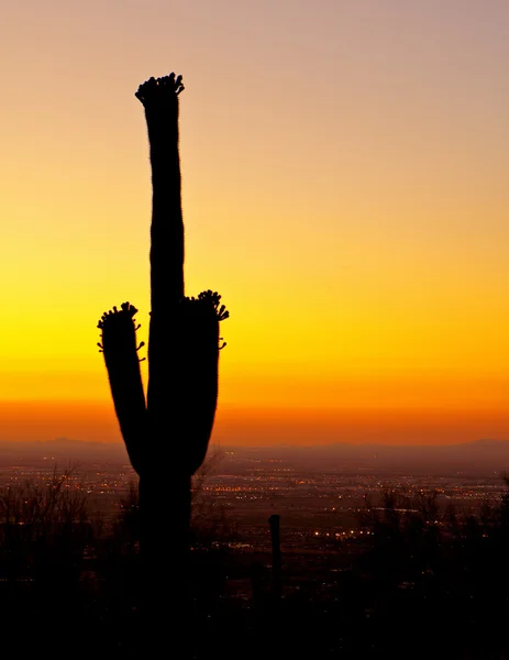 Захід сонця над Фенікс з кактус — стокове фото