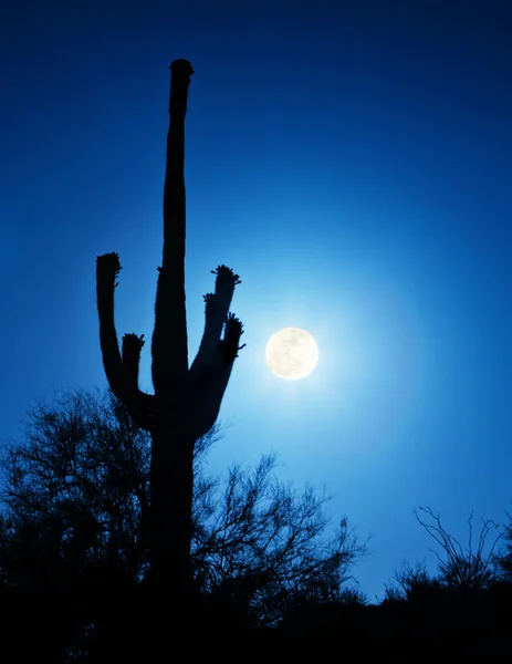 Суперполнолуние с кактусом Сагуаро в Финиксе, Аризона — стоковое фото