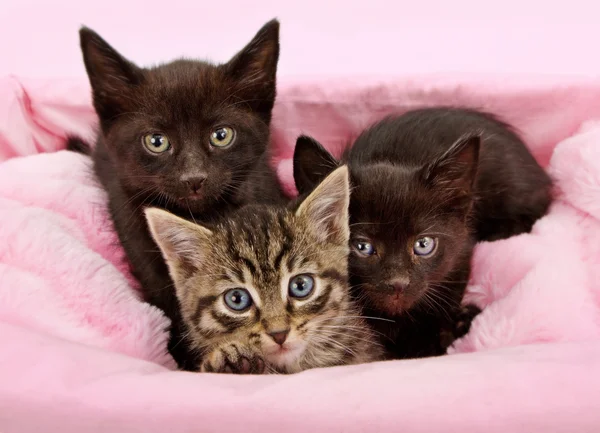 Gatitos de tres en una cesta rosa y blanca —  Fotos de Stock