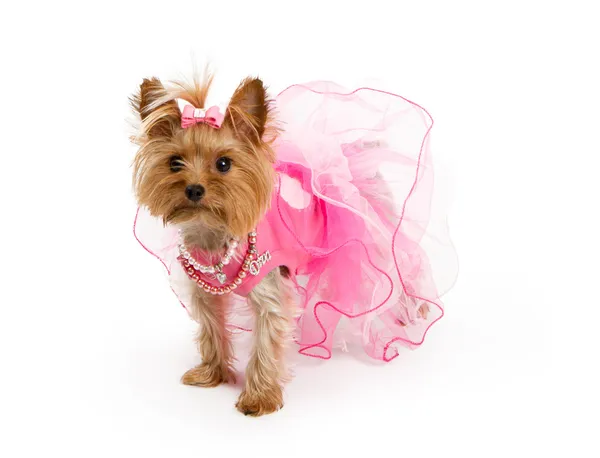 Teetasse yorkshire terrier im rosa outfit — Stockfoto