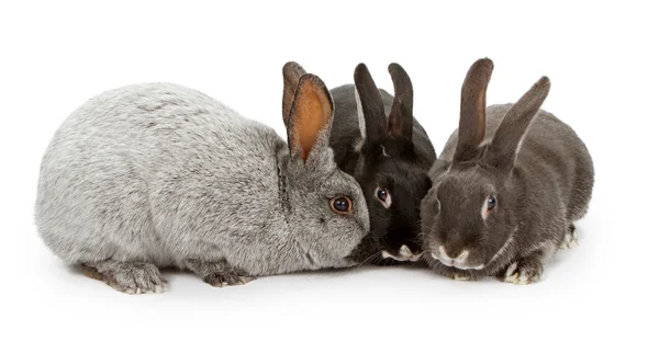 다른 색상의 세 토끼 — 스톡 사진