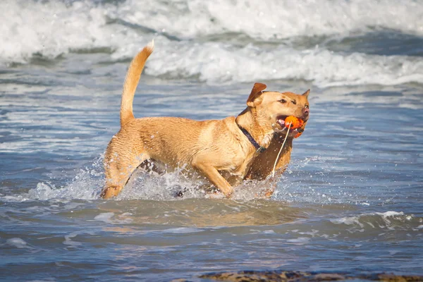 Dos perritos con un juguete en la playa —  Fotos de Stock