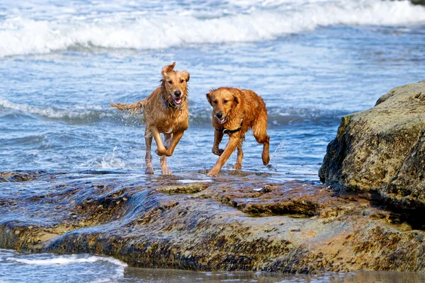 Dos perros Golden Retriever corriendo sobre rocas de playa —  Fotos de Stock