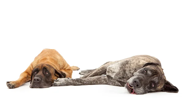 Два пса-мастифа лежат вместе — стоковое фото