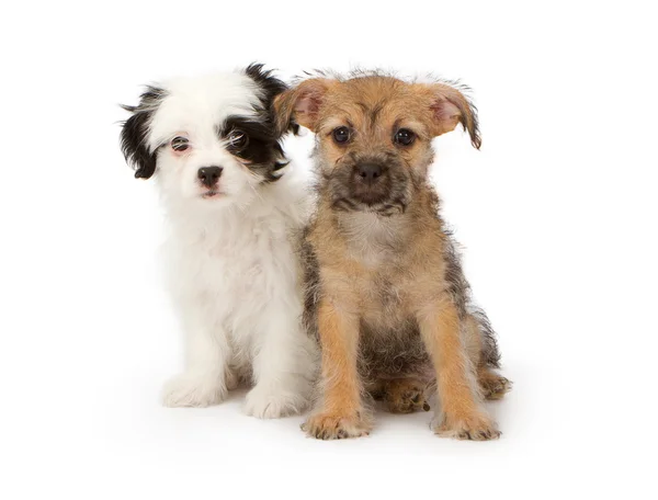 Dois filhotes de cachorro de raça mista — Fotografia de Stock