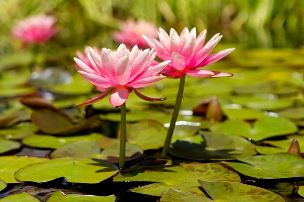 stock image Two Pink Lotus Flowers in Lily Pond