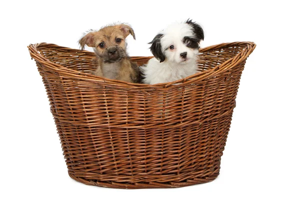 Два щенка смешанной породы в корзине — стоковое фото