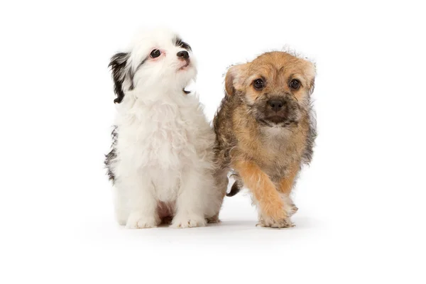 在白色背景上的两个小狗 — 图库照片