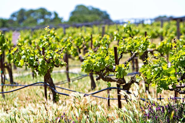 Vineyard with young plants — Stock Photo, Image