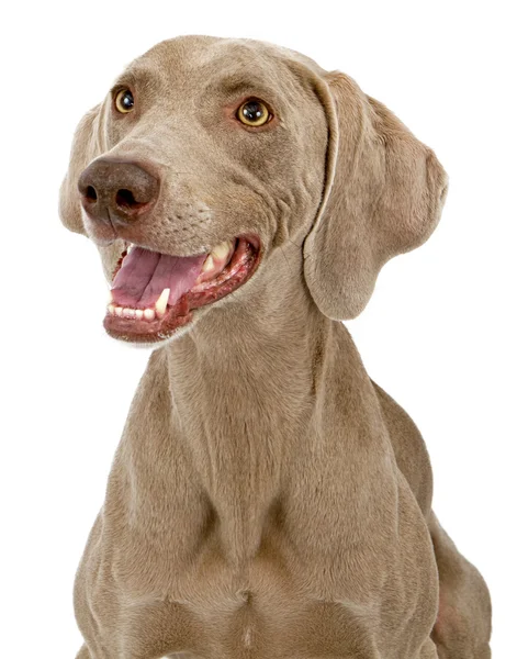 Wyżeł weimarski pies zbliżenie — Zdjęcie stockowe