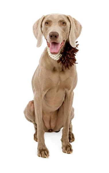 Weimaraner hund bär blomma krage — Stockfoto