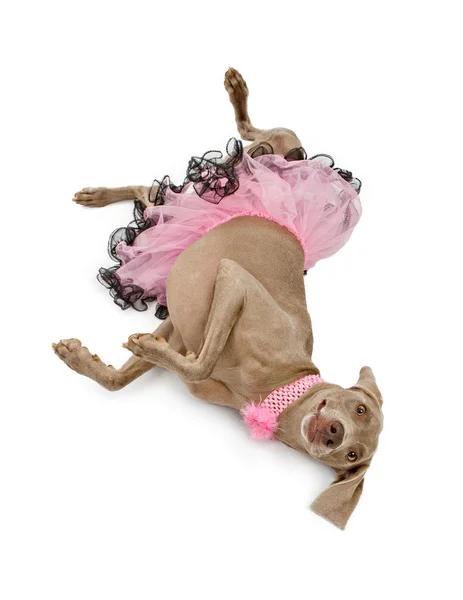 Wyżeł weimarski pies sobie różowe tutu — Zdjęcie stockowe