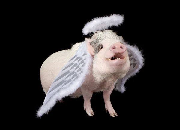 Wenn Schweine fliegen — Stockfoto