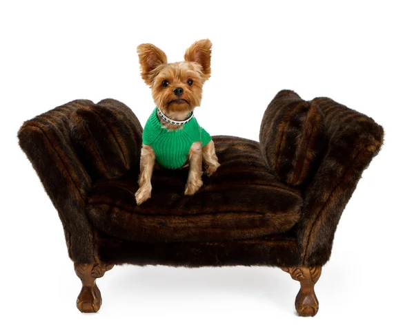 Puppy van de Terriër van Yorkshire op bont bed in een trui — Stockfoto