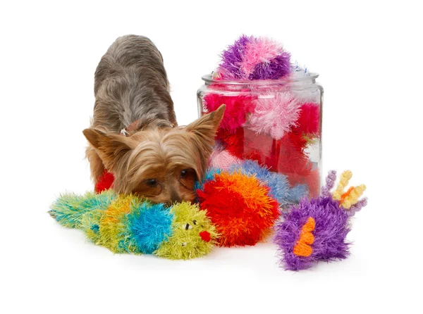 Yorkshire Terrier perro con peludos juguetes —  Fotos de Stock