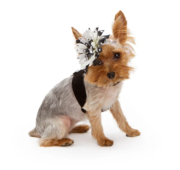 요크 셔 테리어 강아지 입고 검은색과 흰색 꽃 headban — 스톡 사진