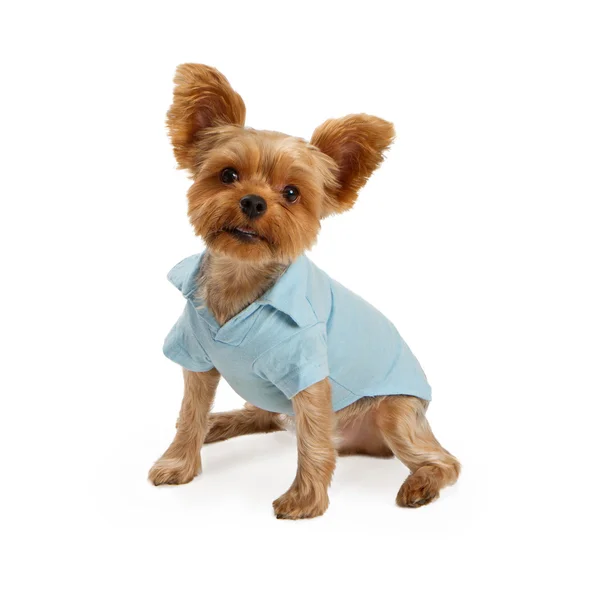 Mavi kıyafeti giymiş yorkshire terrier yavrusu — Stok fotoğraf