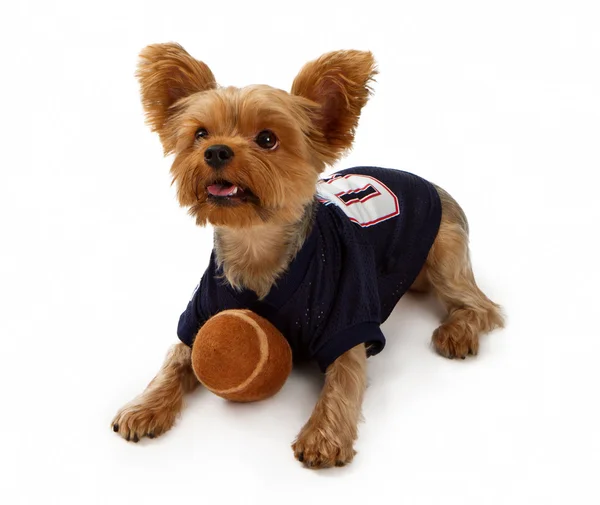 Yorkshire Terrier Dog With Football — Stock Photo, Image